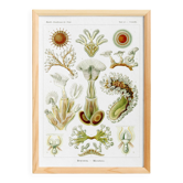 Poster about Bryozoans, based on an old lithograph from 1904.