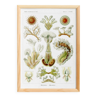 Poster about Bryozoans, based on an old lithograph from 1904.