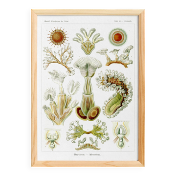 Affiche sur les Bryozoaires, d’après une lithographie ancienne de 1904.