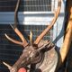 Hunting Trophy