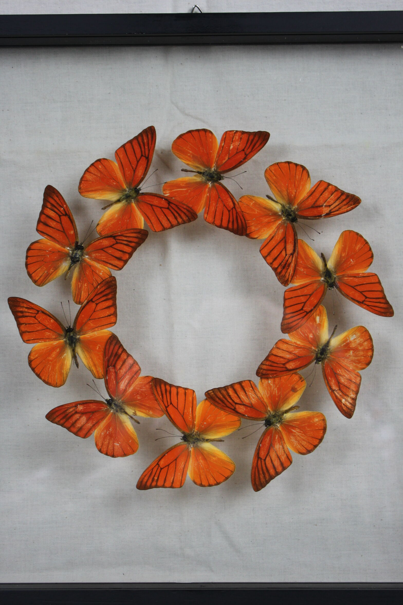 Flight of butterflies