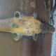 Old brown canvas trunk