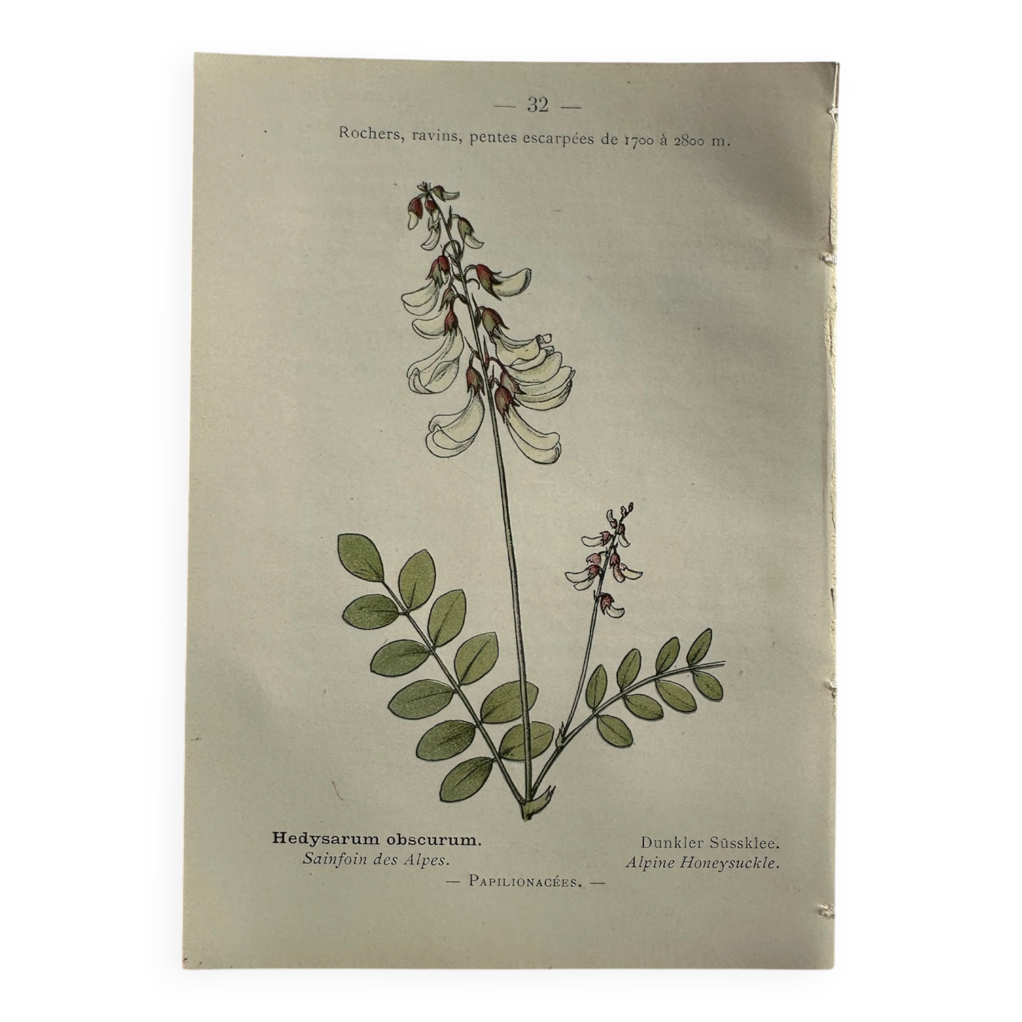 Gravure botanique fleur Française litho planche naturaliste 19eme
