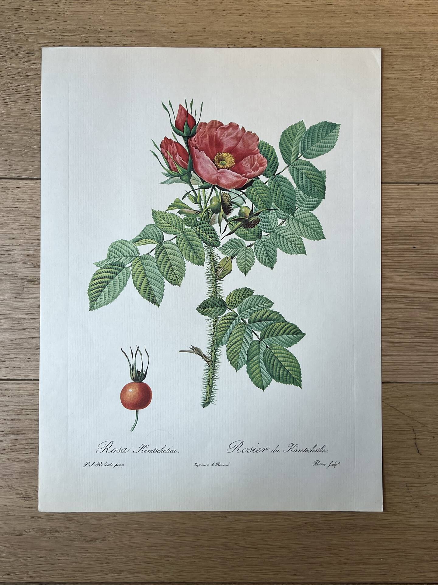 Planche botanique - Rosier du Kamtschatka - 40,4x29,9cm
