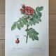 Planche botanique - Rosier du Kamtschatka - 40,4x29,9cm