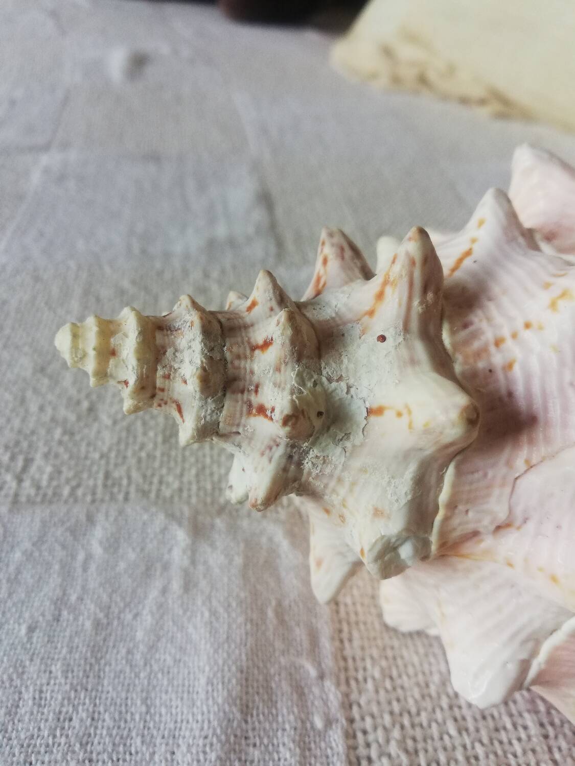 Collectible shell Strombe Lambi pink