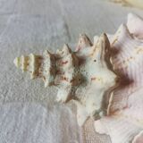 Collectible shell Strombe Lambi pink