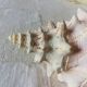 Collectible shell Strombe Lambi pink