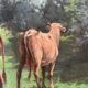 Cows in the pasture, oil on canvas, old painting