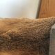 Taxidermy deer head