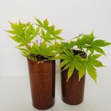 2 sandstone cups