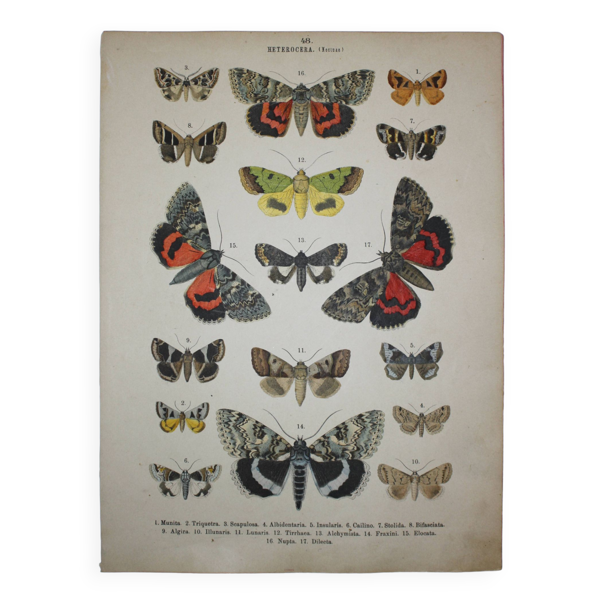 Old engraving of Butterflies - Lithograph from 1887 - Munita - Entomological illustration
