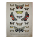 Old engraving of Butterflies - Lithograph from 1887 - Munita - Entomological illustration