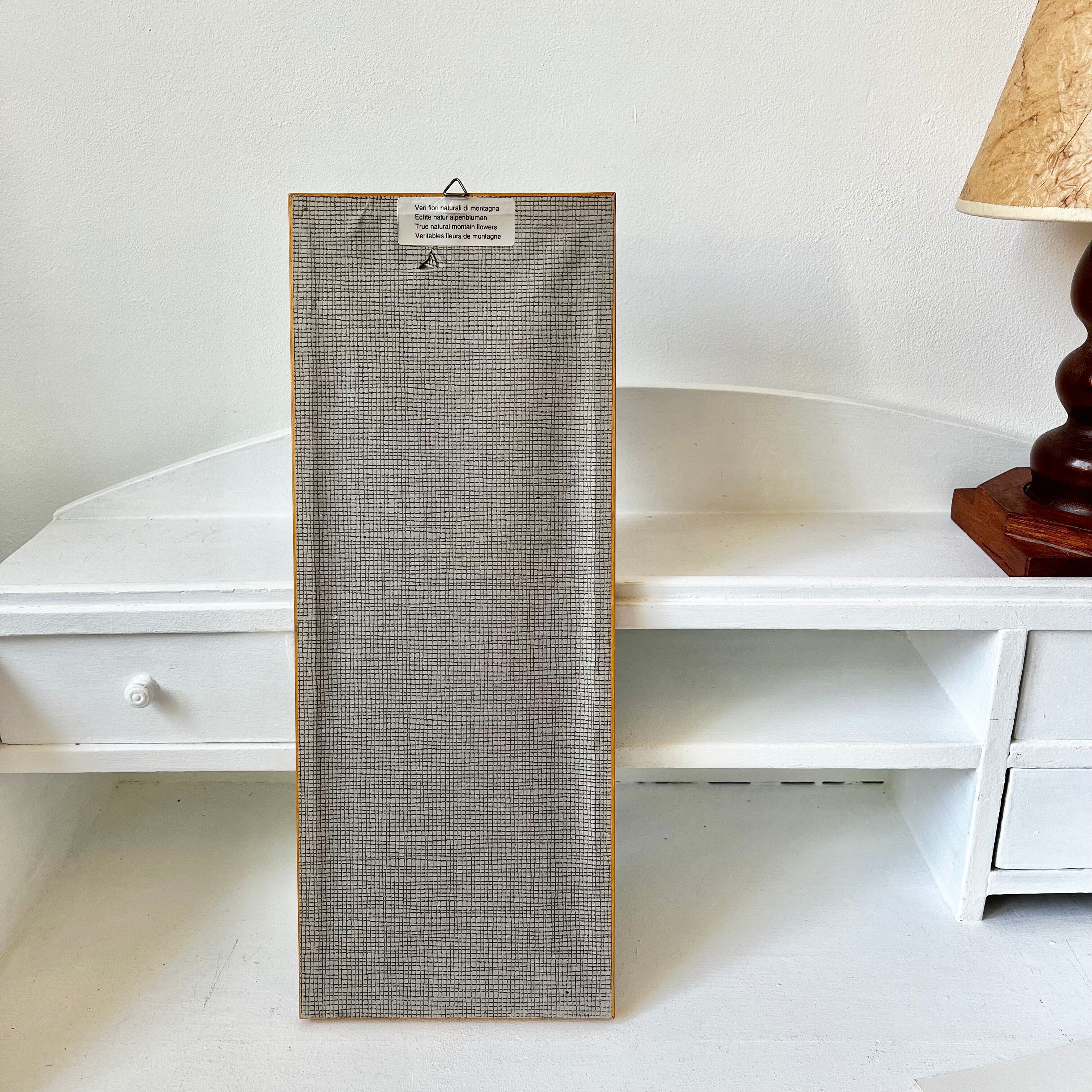 Vintage mountain edelweiss flower herbarium frame