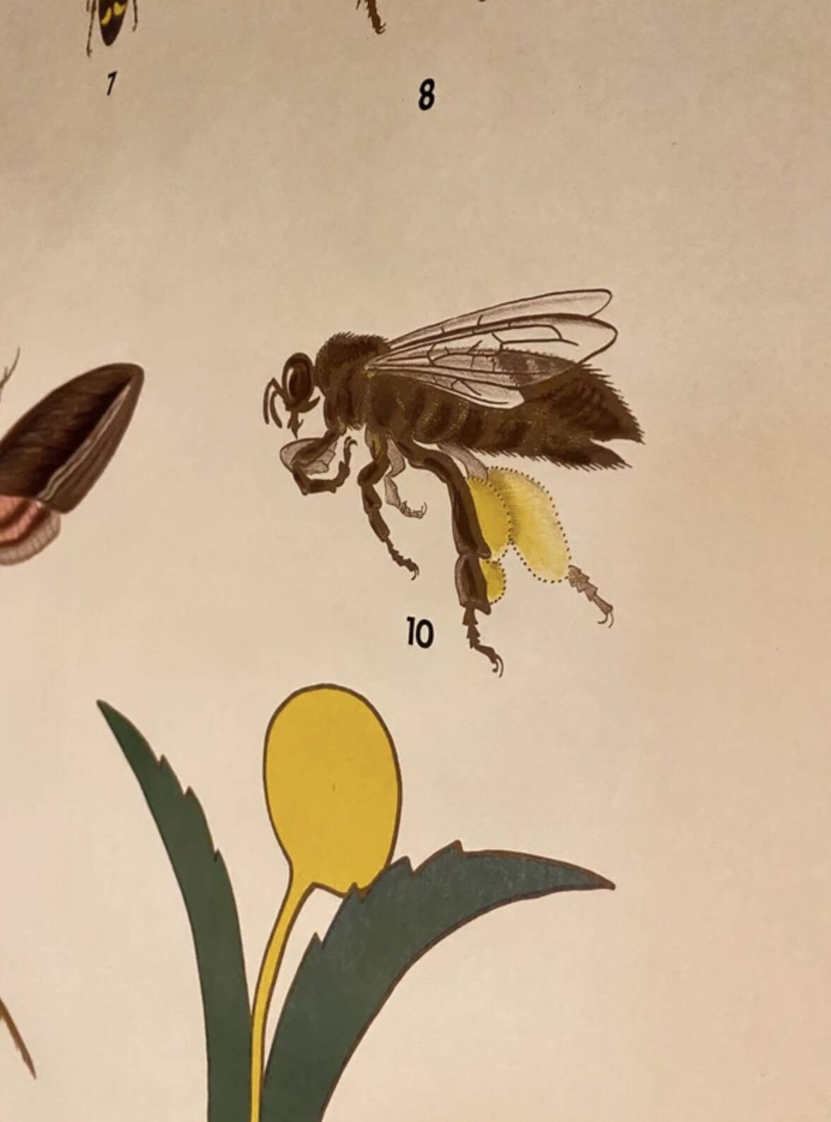 Botanical Poster: Pollination and Fertilisation