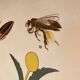 Botanical Poster: Pollination and Fertilisation