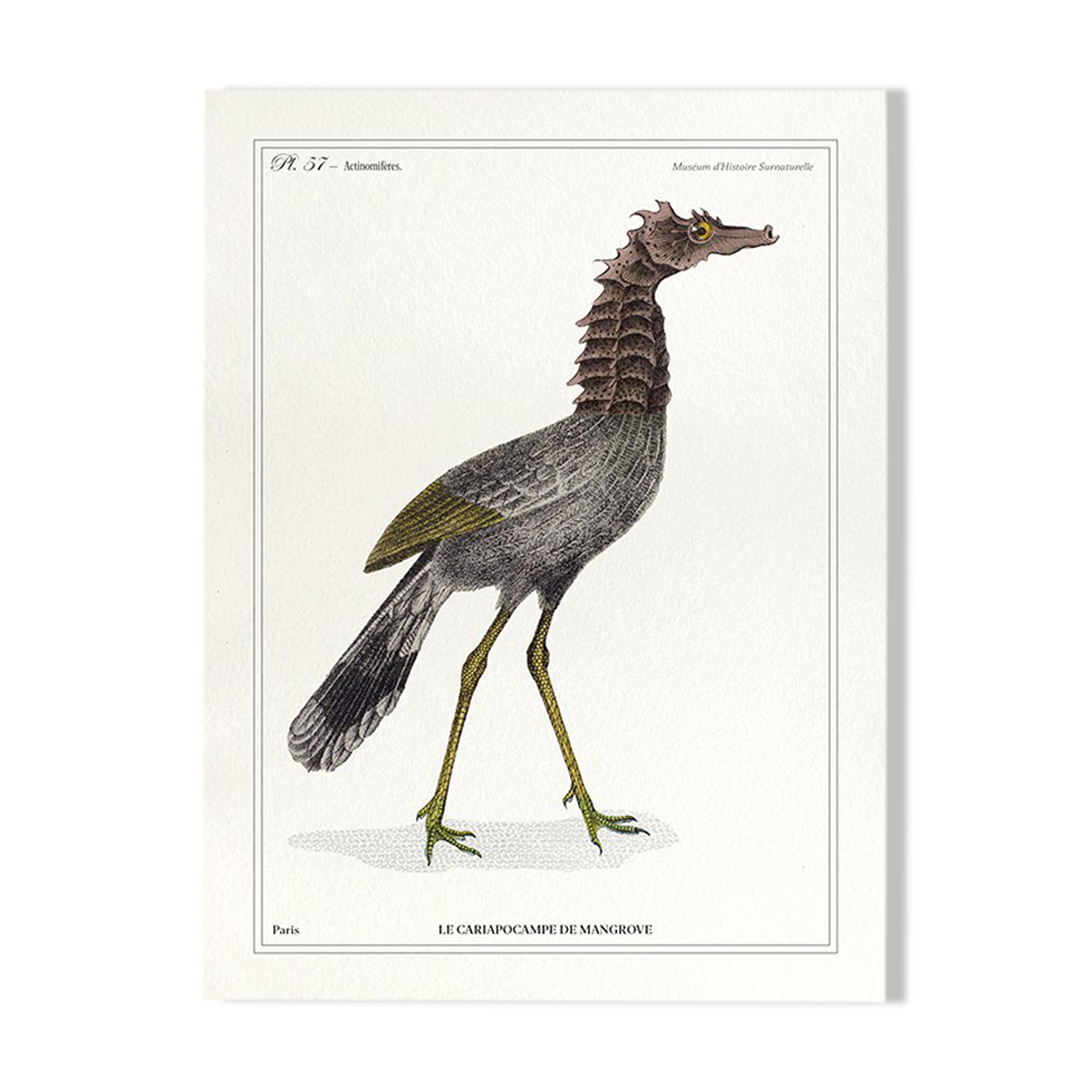 Lithograph chimeric engraving animal - the cariapocampus