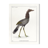 Lithograph chimeric engraving animal - the cariapocampus