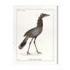 Lithograph chimeric engraving animal - the cariapocampus