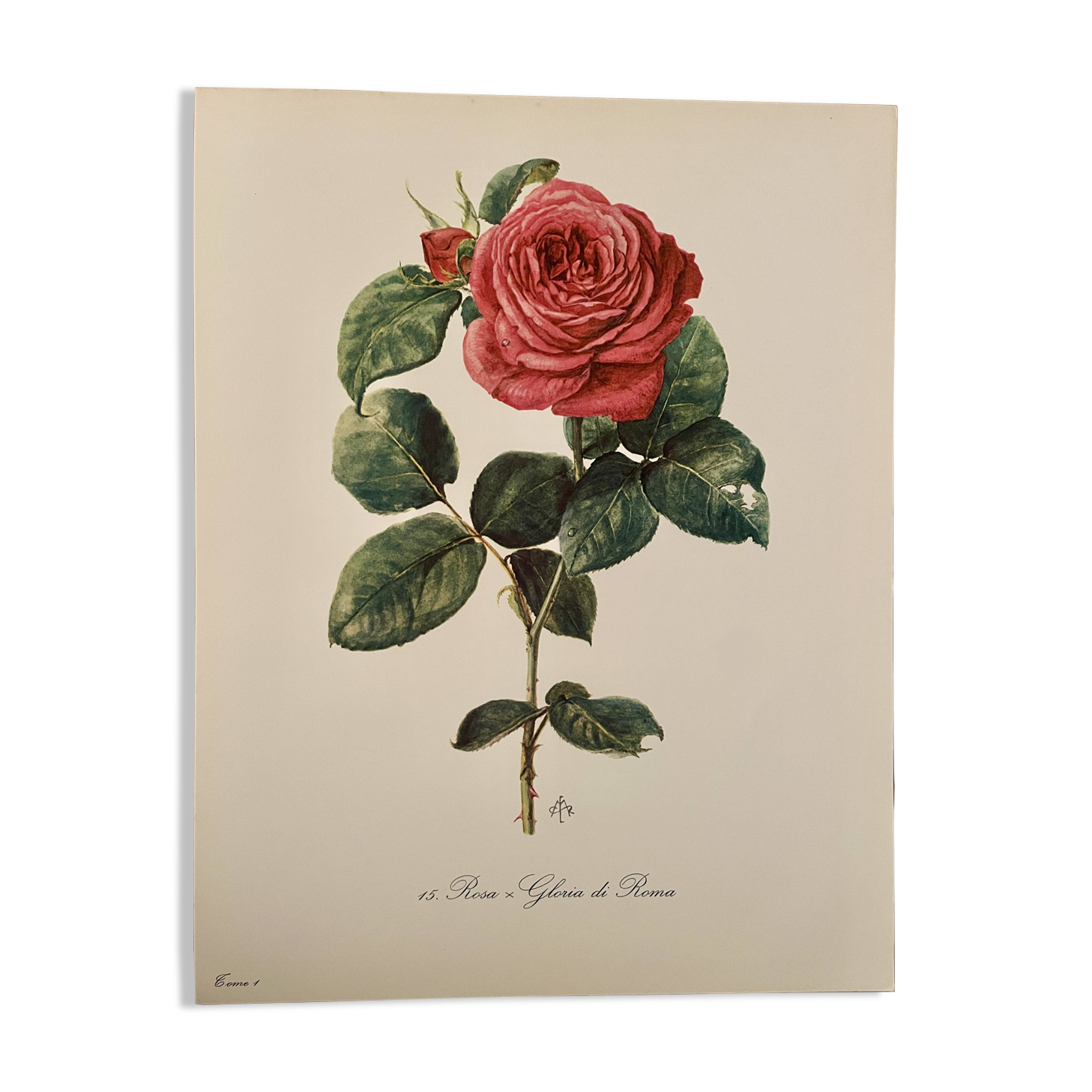 Watercolor on the rose - 1960