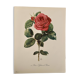 Aquarelle sur la rose - 1960