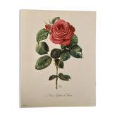 Watercolor on the rose - 1960