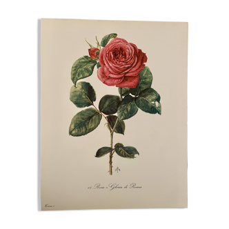 Watercolor on the rose - 1960