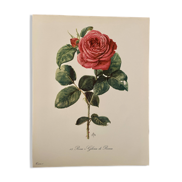 Watercolor on the rose - 1960