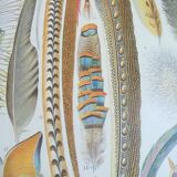 Lithograph on feathers from 1928