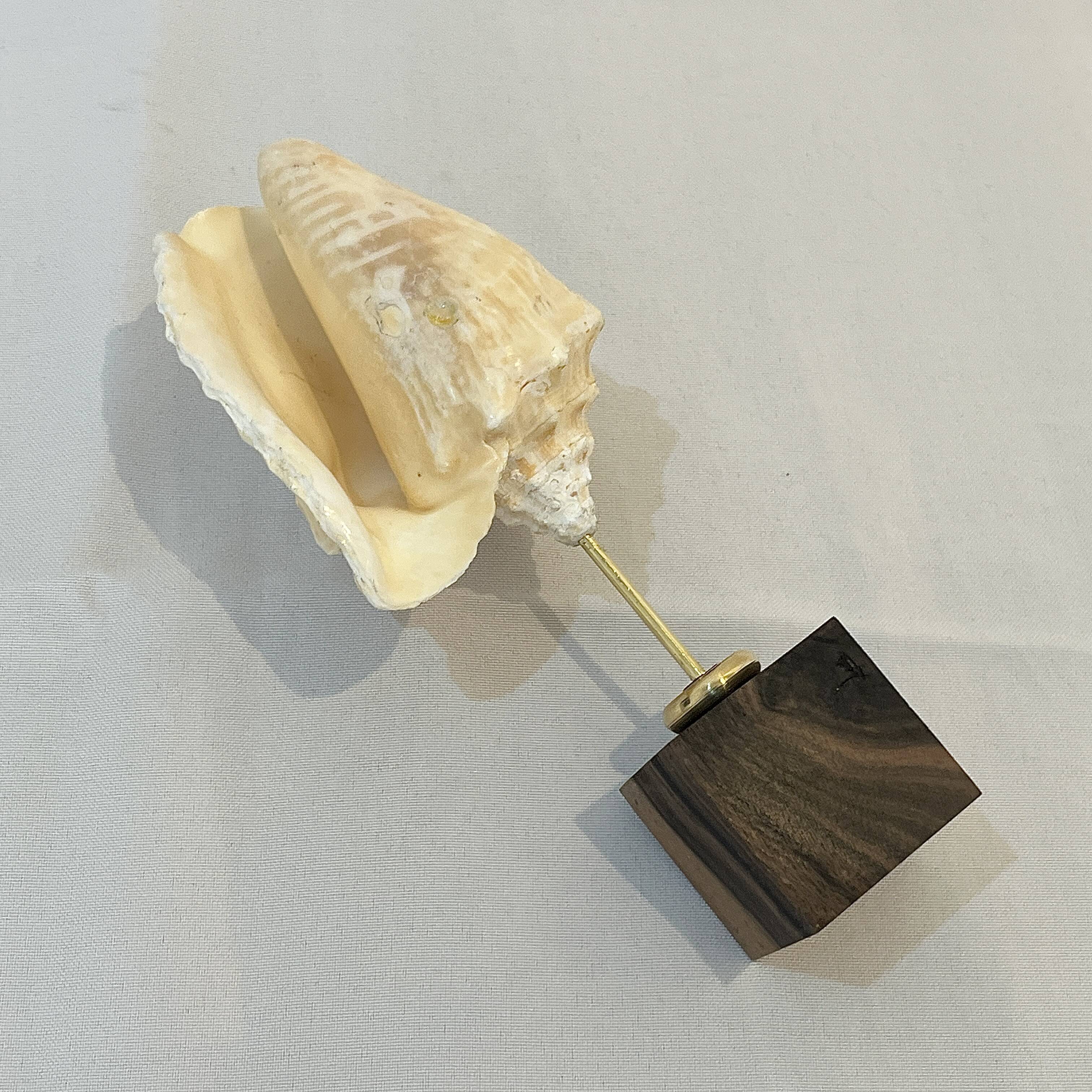 Shell on base "conch Strombus Latus" cabinet of curiosities