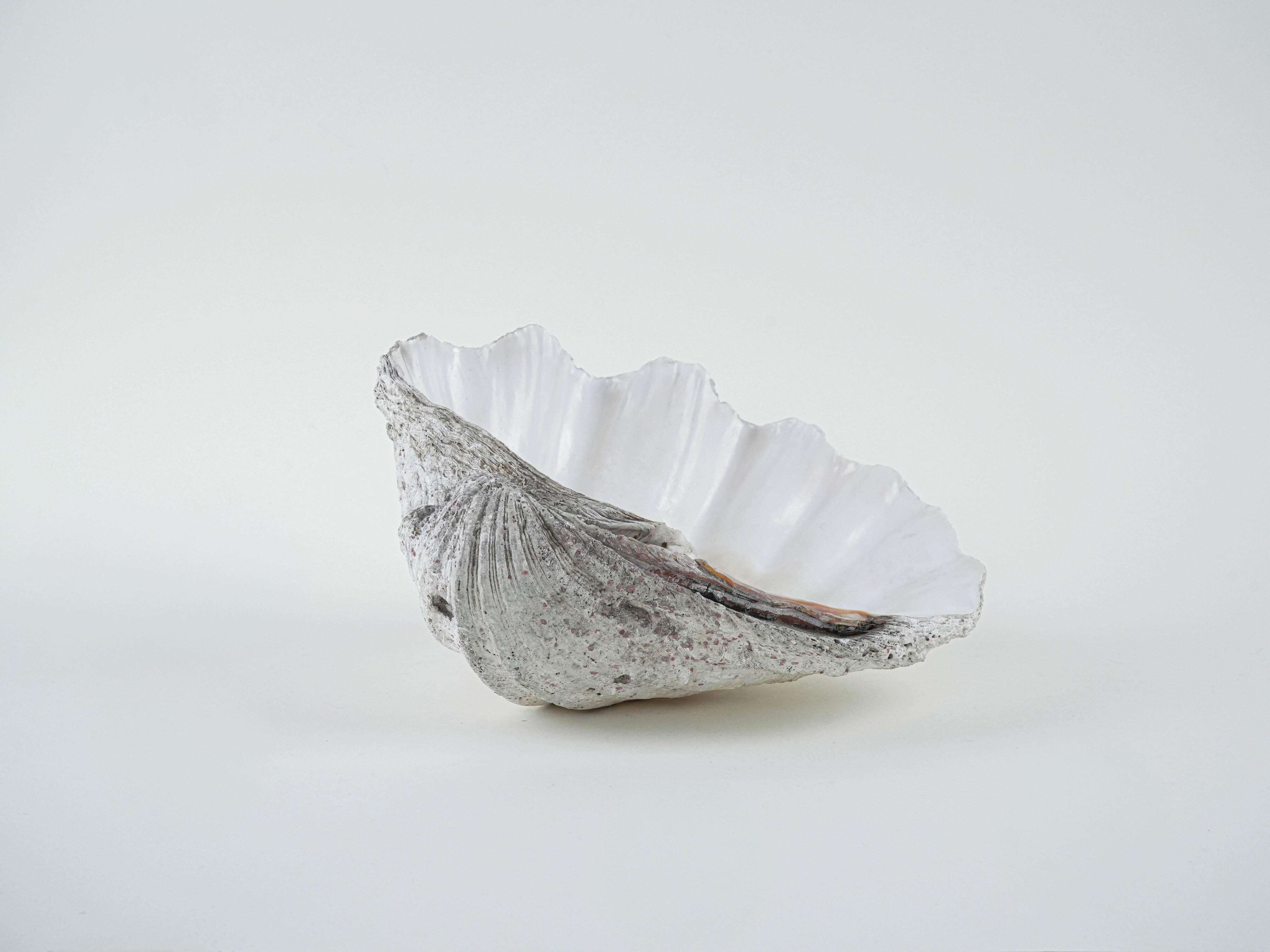 Decorative Tridacna seashell, boho style, 1980s