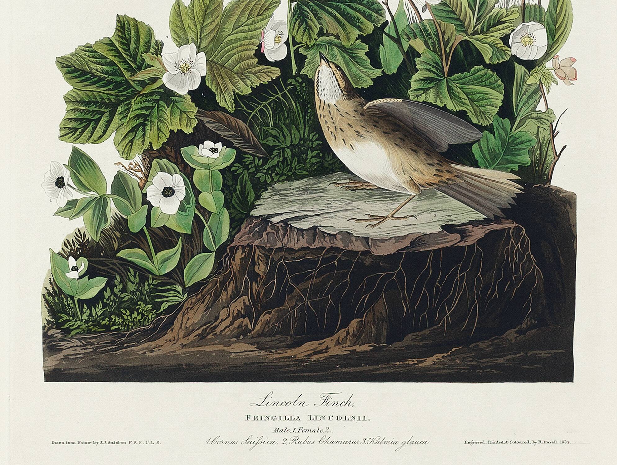 Poster about the Lincoln's Bunting, after an old engraving from 1827.