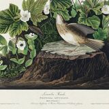 Poster about the Lincoln's Bunting, after an old engraving from 1827.