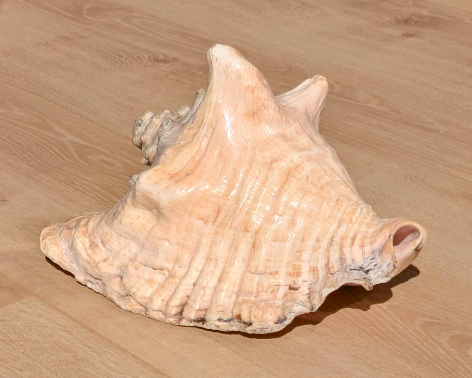 Conch Marine shell - Strombus alatus 26 cm 1.6 kg