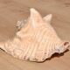 Conch Marine shell - Strombus alatus 26 cm 1.6 kg
