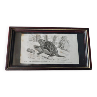 19th-century engraving of an orbicular phrynosome