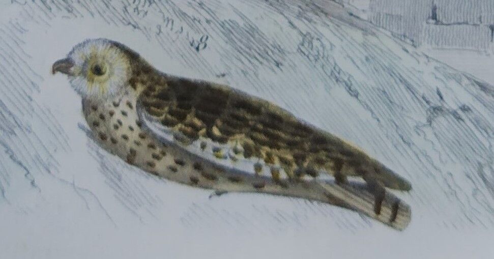 Original Ornithological plate " Ecorcheur - Grand Duke - &c... " Buffon (1836)