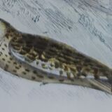 Original Ornithological plate " Ecorcheur - Grand Duke - &c... " Buffon (1836)