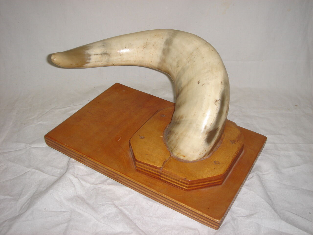 Corne de vache zébu sur socle de bois