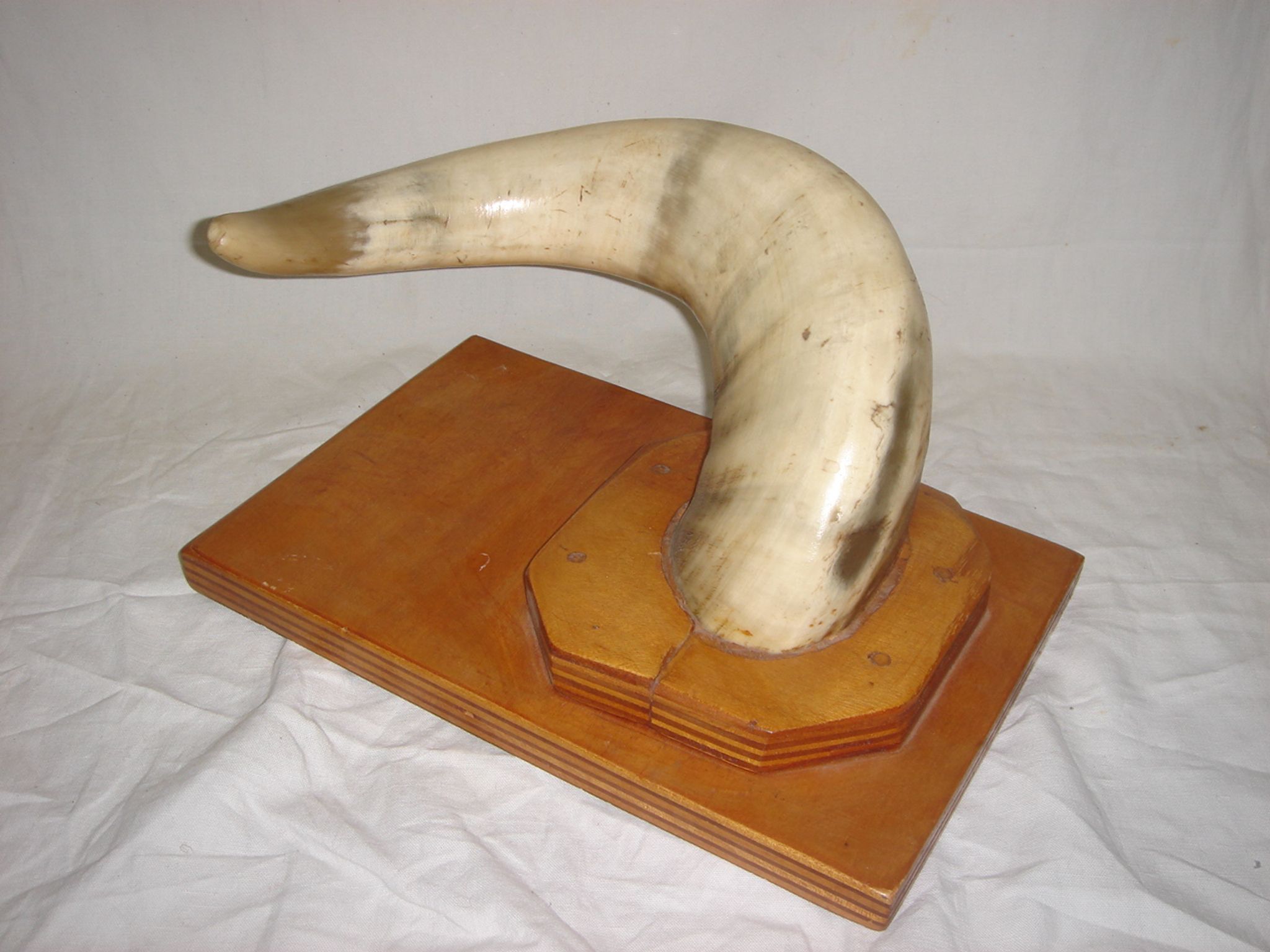 Horn cow zebu on wooden base