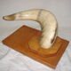 Corne de vache zébu sur socle de bois