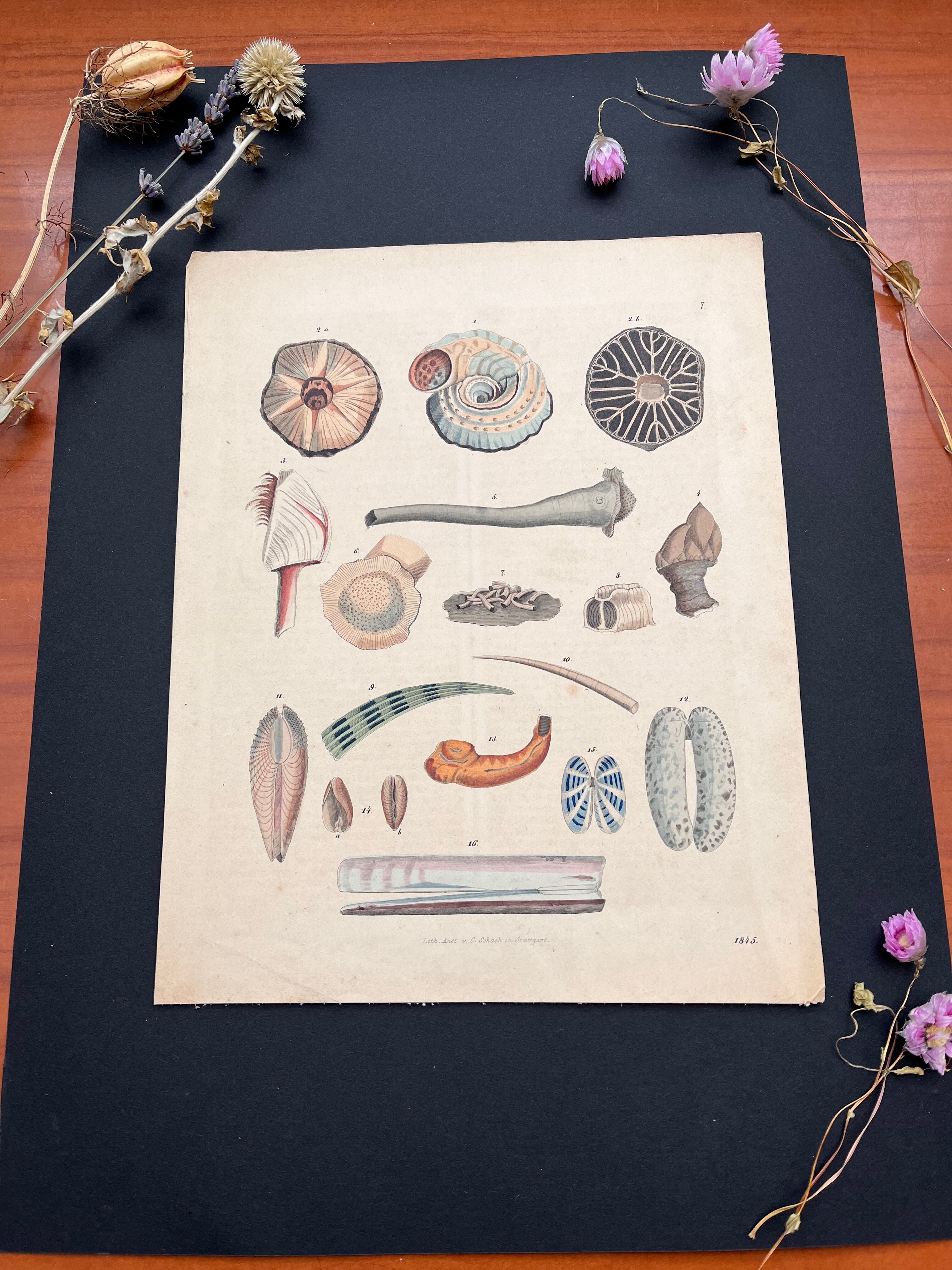 Affiche lithographie coquillages