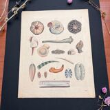 Poster (lithograph) shells