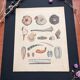 Affiche lithographie coquillages