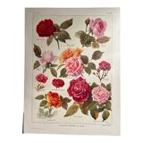 Lithograph on roses - 1920