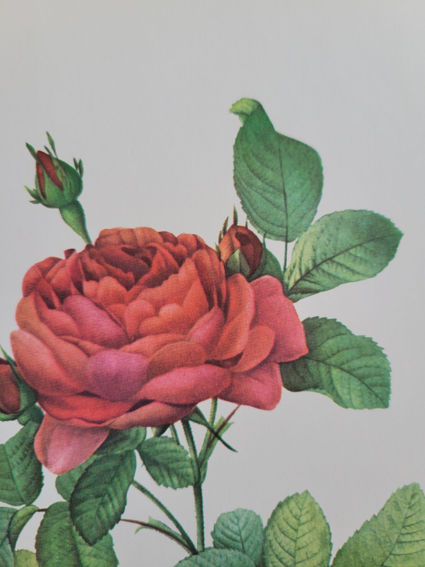 Planche botanique Rosier du Pont , P.J. Redouté 1960