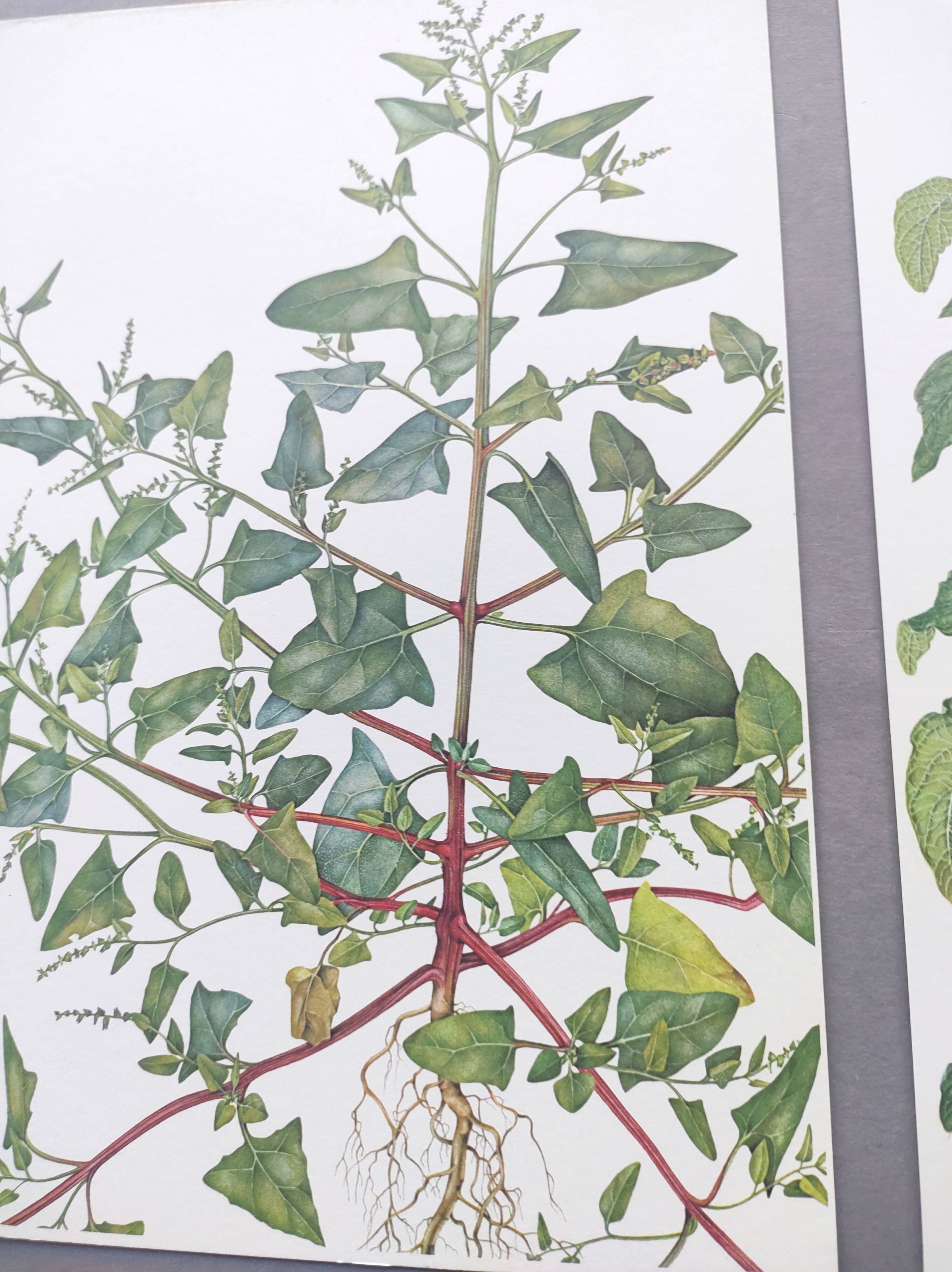 2 vintage botanical plates from 1978 - Orach hastée. Wild plant lot
