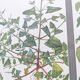 2 vintage botanical plates from 1978 - Orach hastée. Wild plant lot