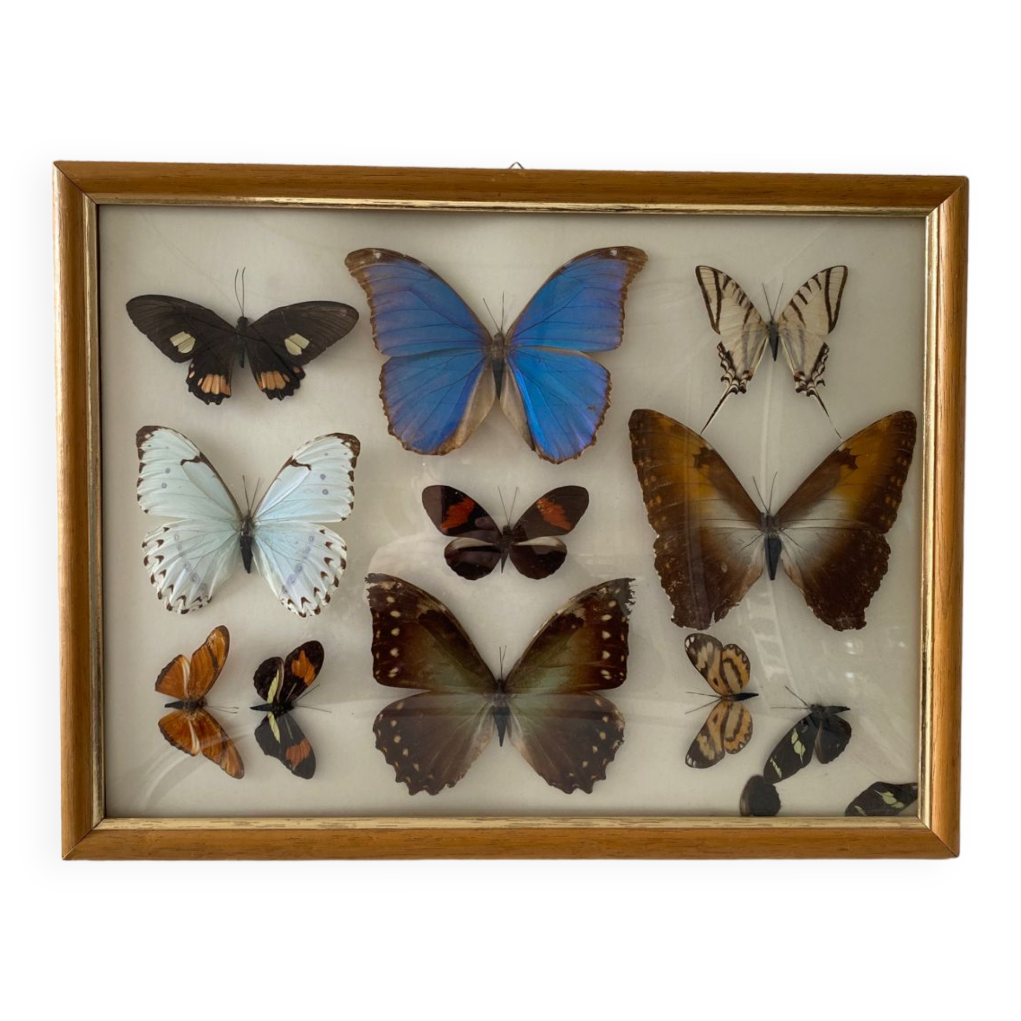 Naturalized butterflies painting