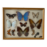 Tableau papillons naturalisés